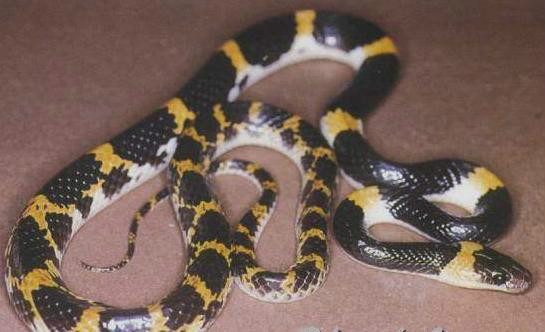 主要生活于山沟边草地,稻田等潮湿多水处. /p>