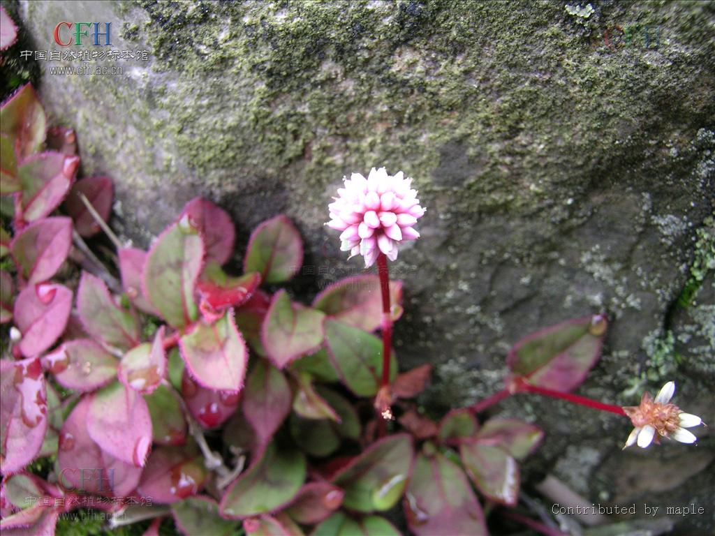  p>头花蓼(学名: i>polygonum capitatum /i> buch.-ham. ex d.