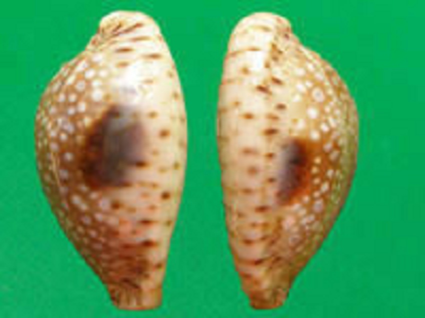  p>对斑宝螺(学名:erosaria nebrites nebrites)是腹足纲宝螺科的 a