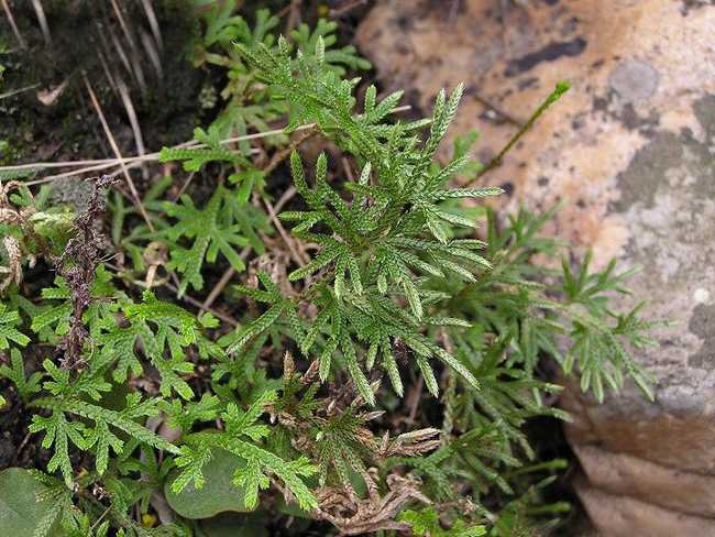  p>旱生卷柏(学名:selaginella stauntoniana spring)是卷柏科卷柏属 