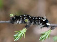 松毛虫卵 百度百科