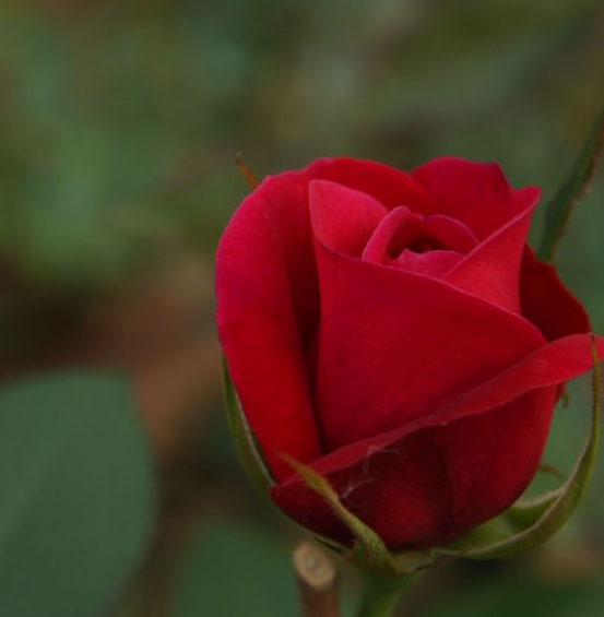  p data-id="gnb3esrrlu">达西,又称月季花,紫红色花朵;金色花蕊;杯状