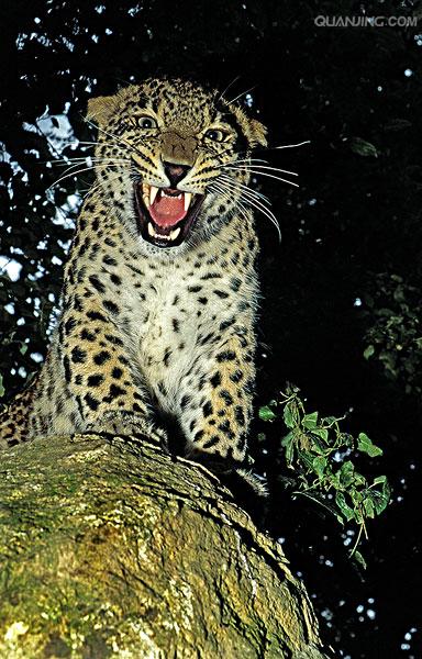 panthera pardus saxicolor