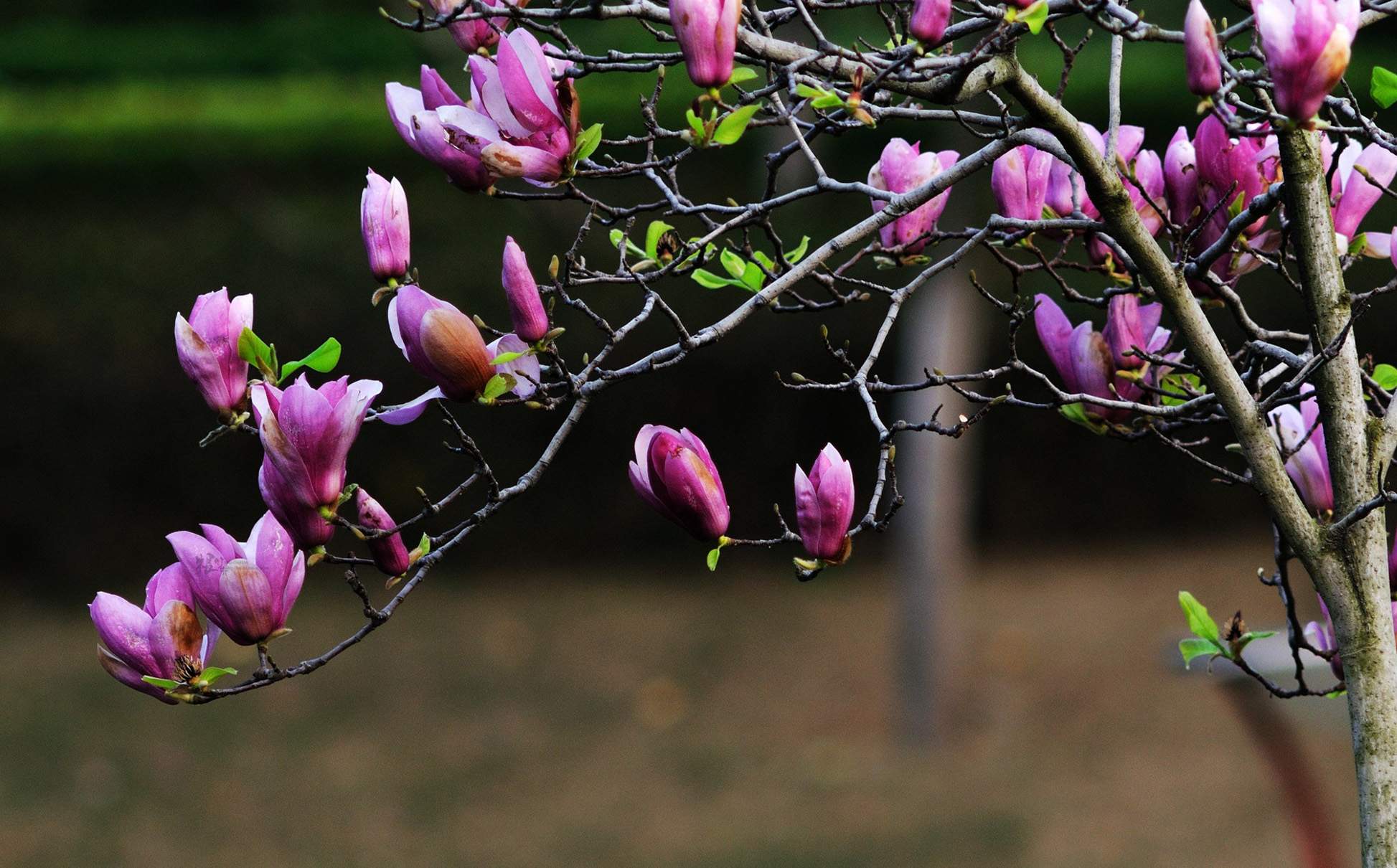 magnolia zenii w. c. cheng