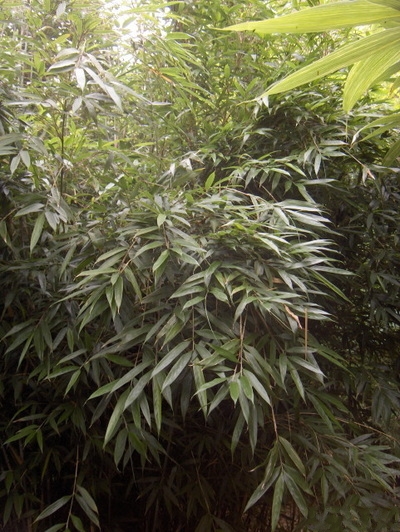 mazz.) yi)是禾本科,玉山竹属竹类植物.