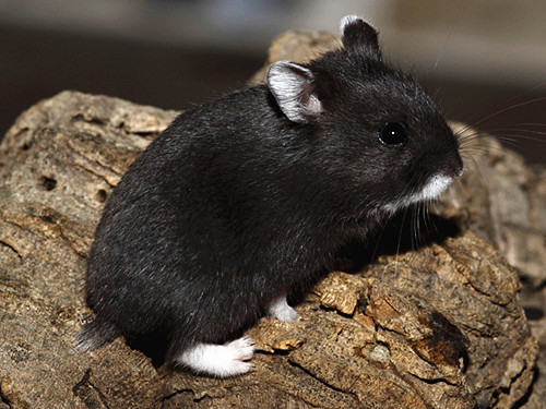 因其形态和毛色与黑熊相似,故称黑熊仓鼠