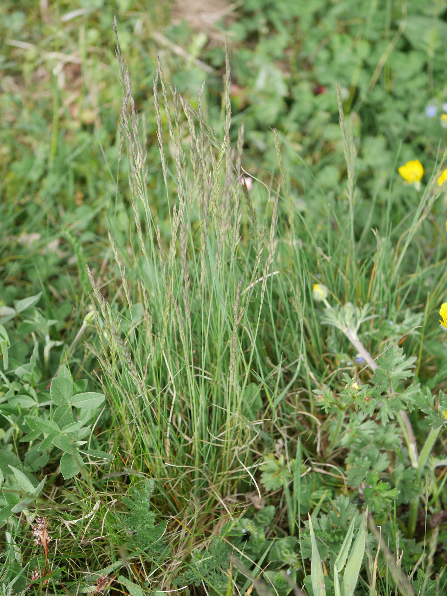  p>沟叶羊茅(学名: i>festuca valesiaca /i> subsp.
