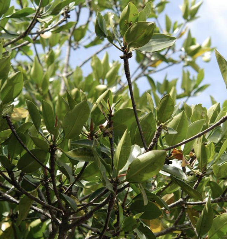 是红树科红树属的乔木或灌木.