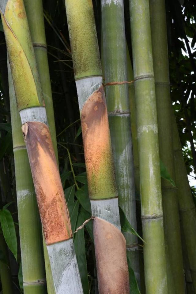  p data-id="tzkwdb1veres">麻竹( i>dendrocala