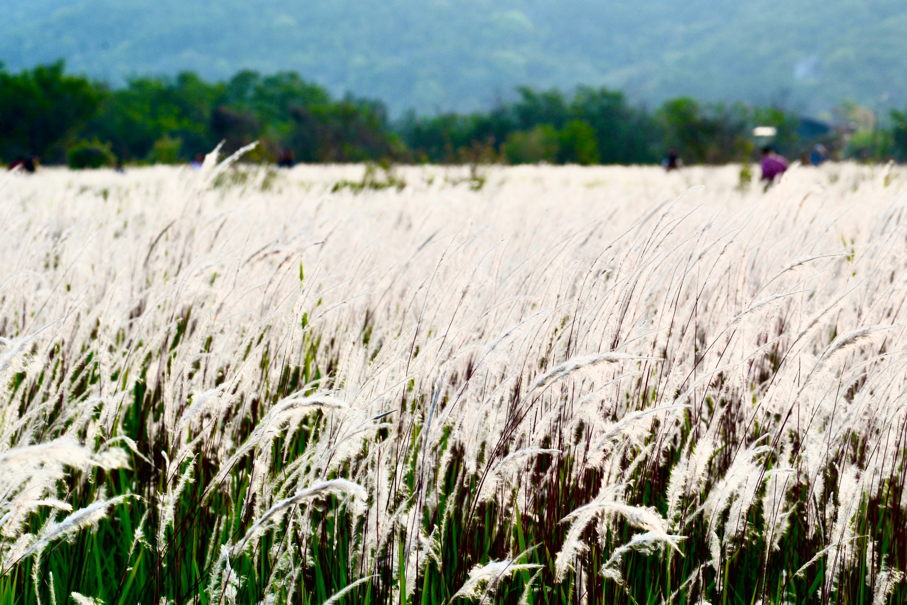 科,白茅属多年生草本植物,因花穗上密生白色柔毛而得名,又"茅叶如矛