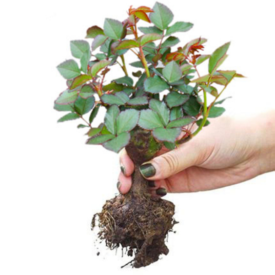 花苗 花卉植物的幼苗 百度百科