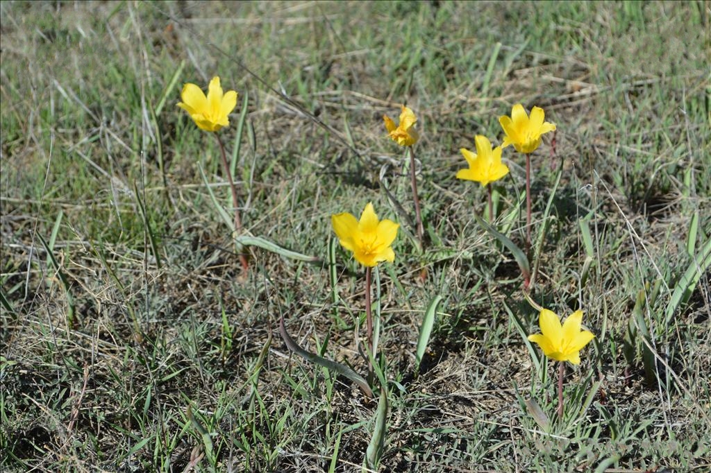  p>准噶尔郁金香(学名: i>tulipa schrenkii /i> regel)是百合科