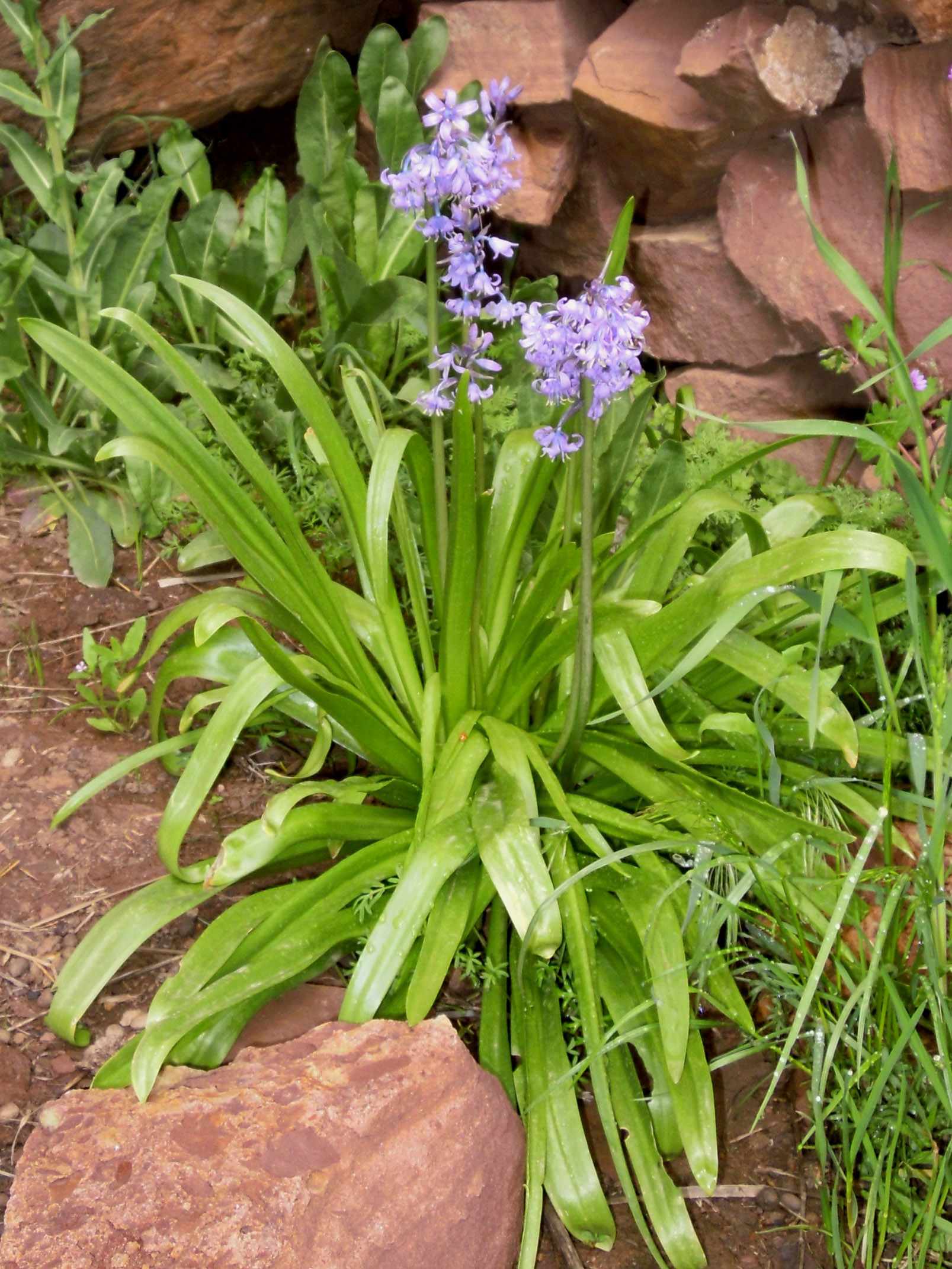 是百合科,蓝铃花属的多年生草本植物.