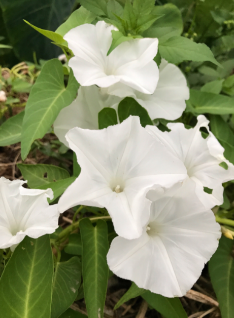 为什么说月光花是月亮的化身 百科ta说