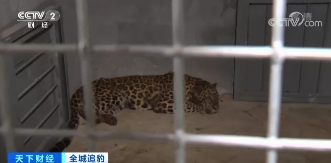 2021年5月杭州野生动物园金钱豹外逃事件