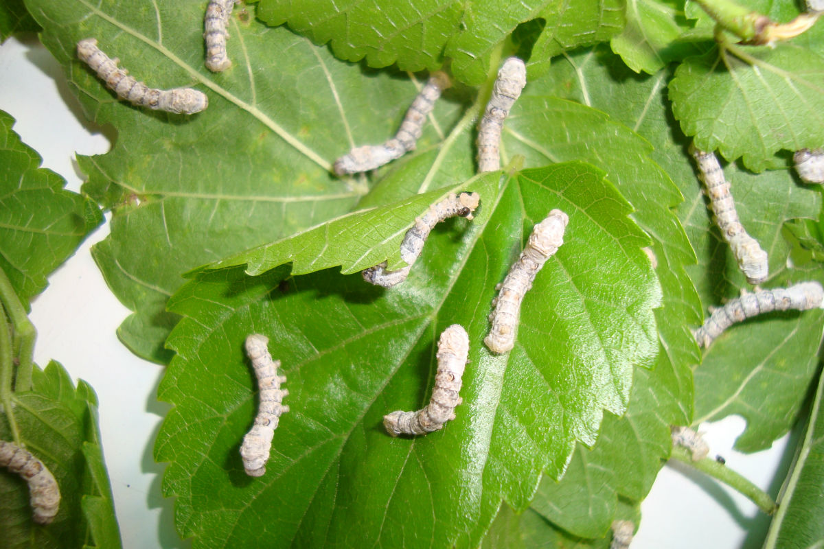  p>镇13蚕二化四眠,壮蚕素斑青白细长,茧白, 长筒形间长椭圆浅束,蛾体