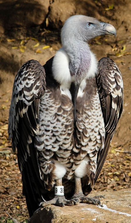 rüppells griffon vulture