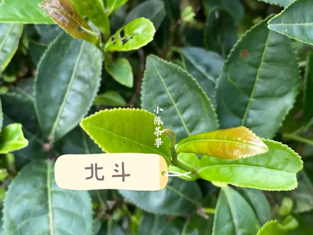 诧异：紫红袍、小红袍、北斗、奇丹，它们都是大红袍的亲儿子？_百科TA说