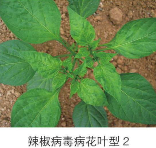 非转基基因黄豆的价格_那些转基因食品不能吃_转bt蛋白基因植物