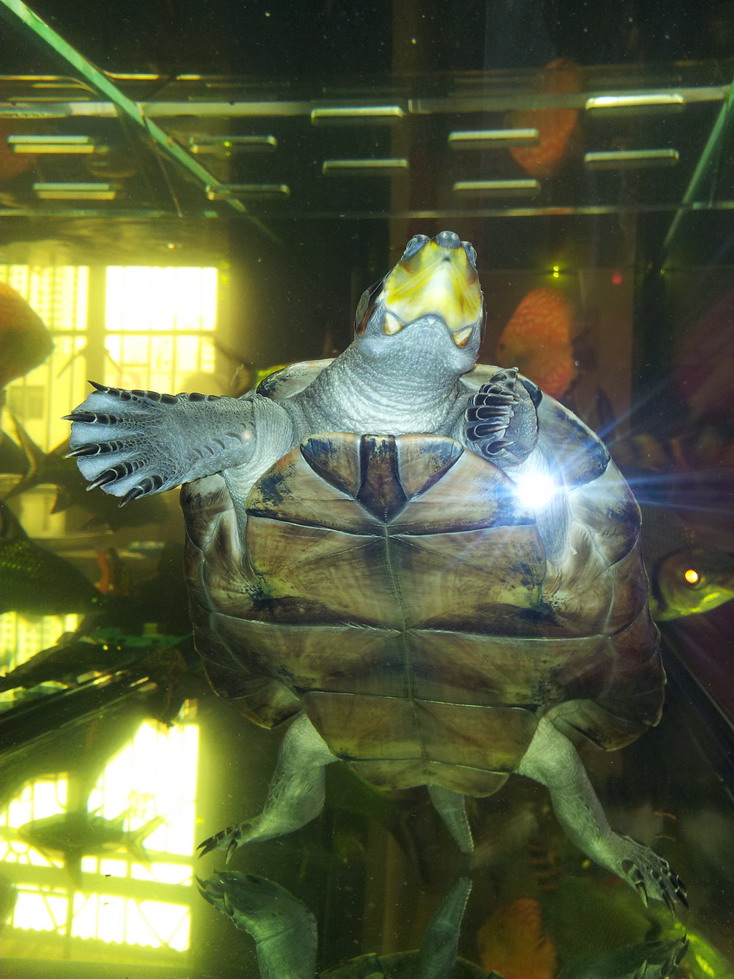 颈龟(学名: i>podocnemis unifilis /i>)是侧颈龟科,南美侧颈龟属动物