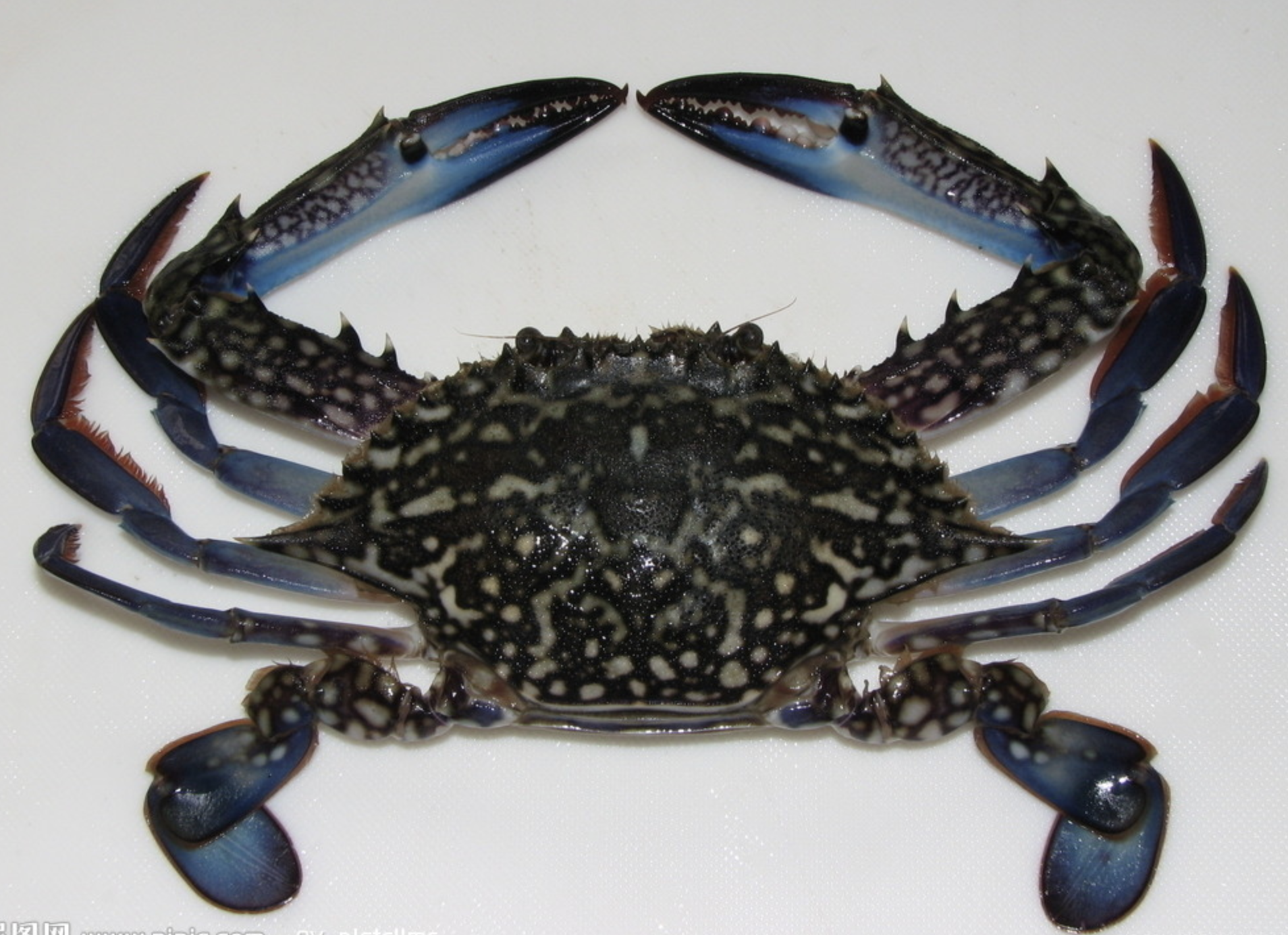 远海梭子蟹