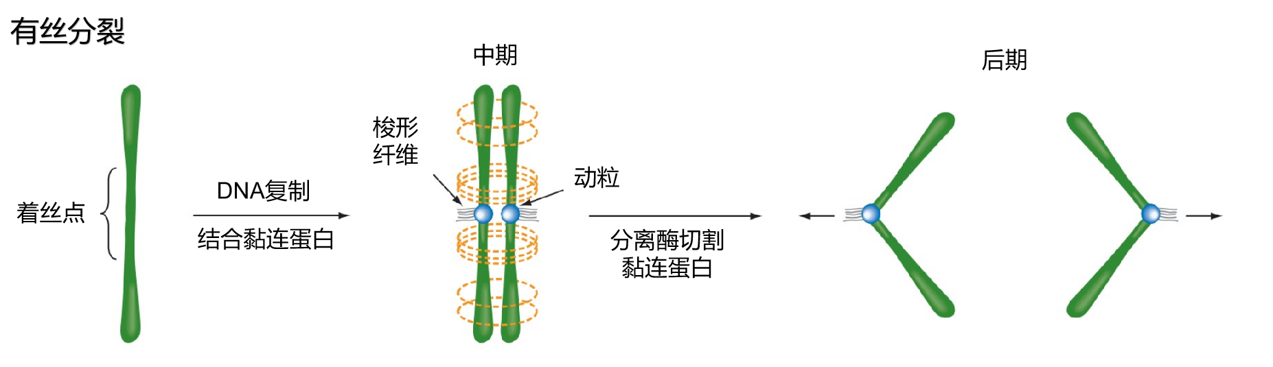 target="_blank" href="/item/姐妹染色单体/9986855" data-lemmaid="