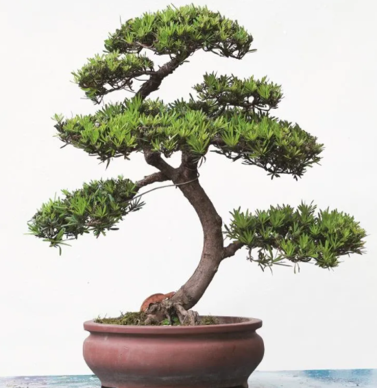 如何养护罗汉松 几个小技巧 养出好盆景 提升格调必备 百科ta说