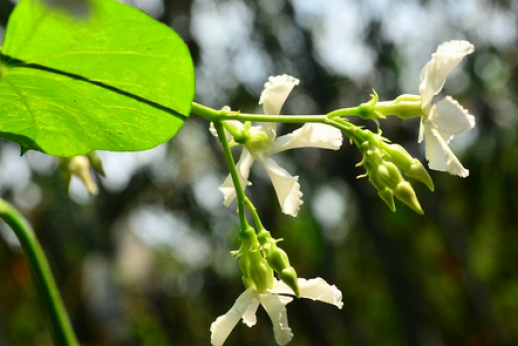金丝茉莉