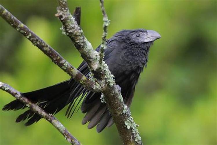  p data-id="gn5ktkgkuv">白枕黑雨燕,属于动物界, a target="_blank"