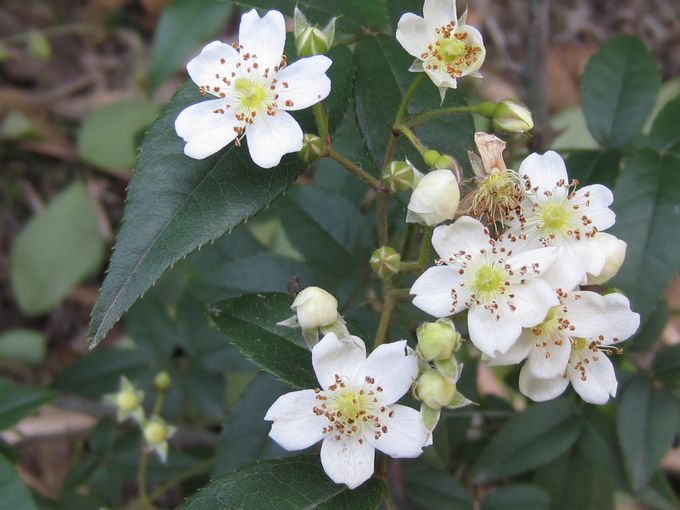 腺叶悬钩子蔷薇