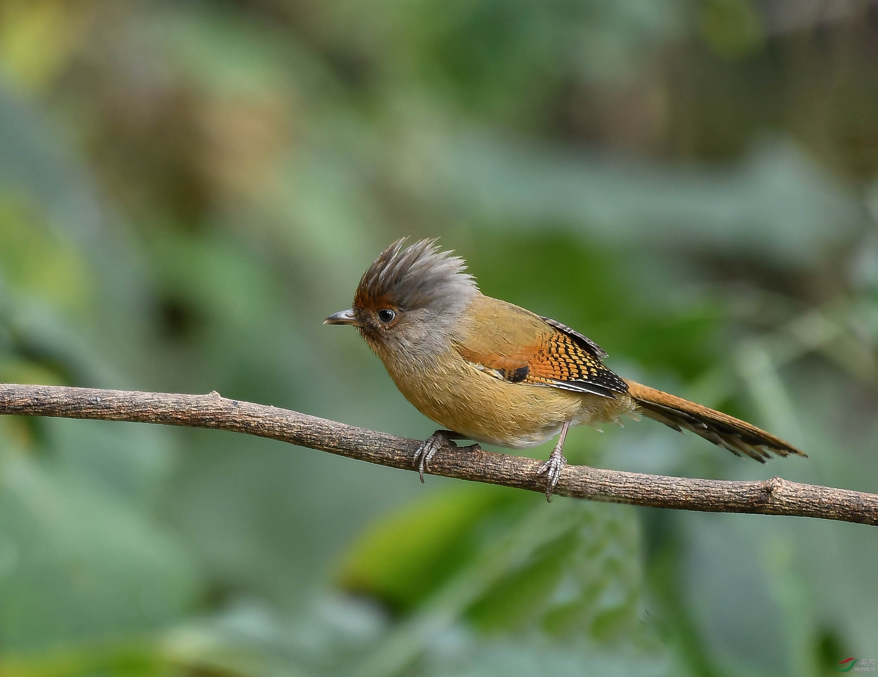 斑翅鹩鹛秦岭亚种