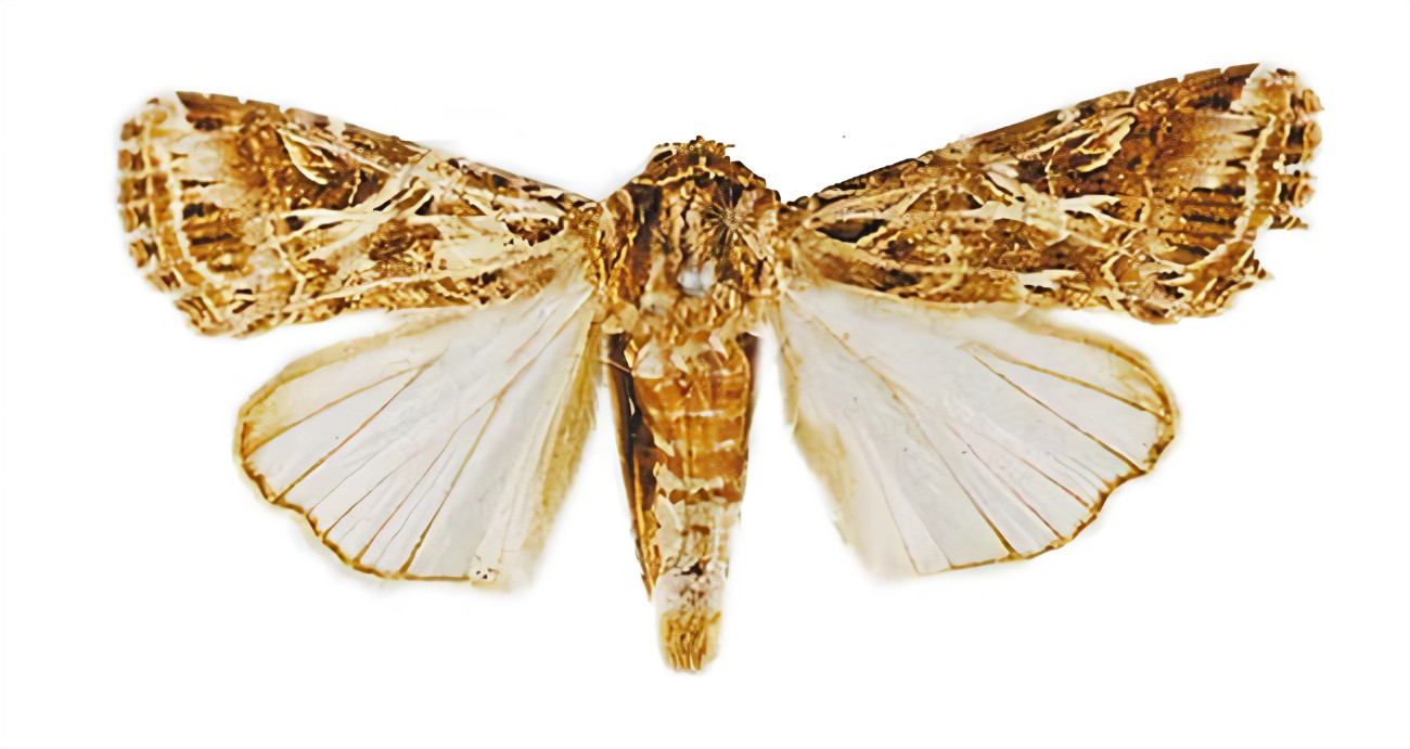 werny,1966)是 a target="_blank" href="/item/波纹蛾科/8602551"