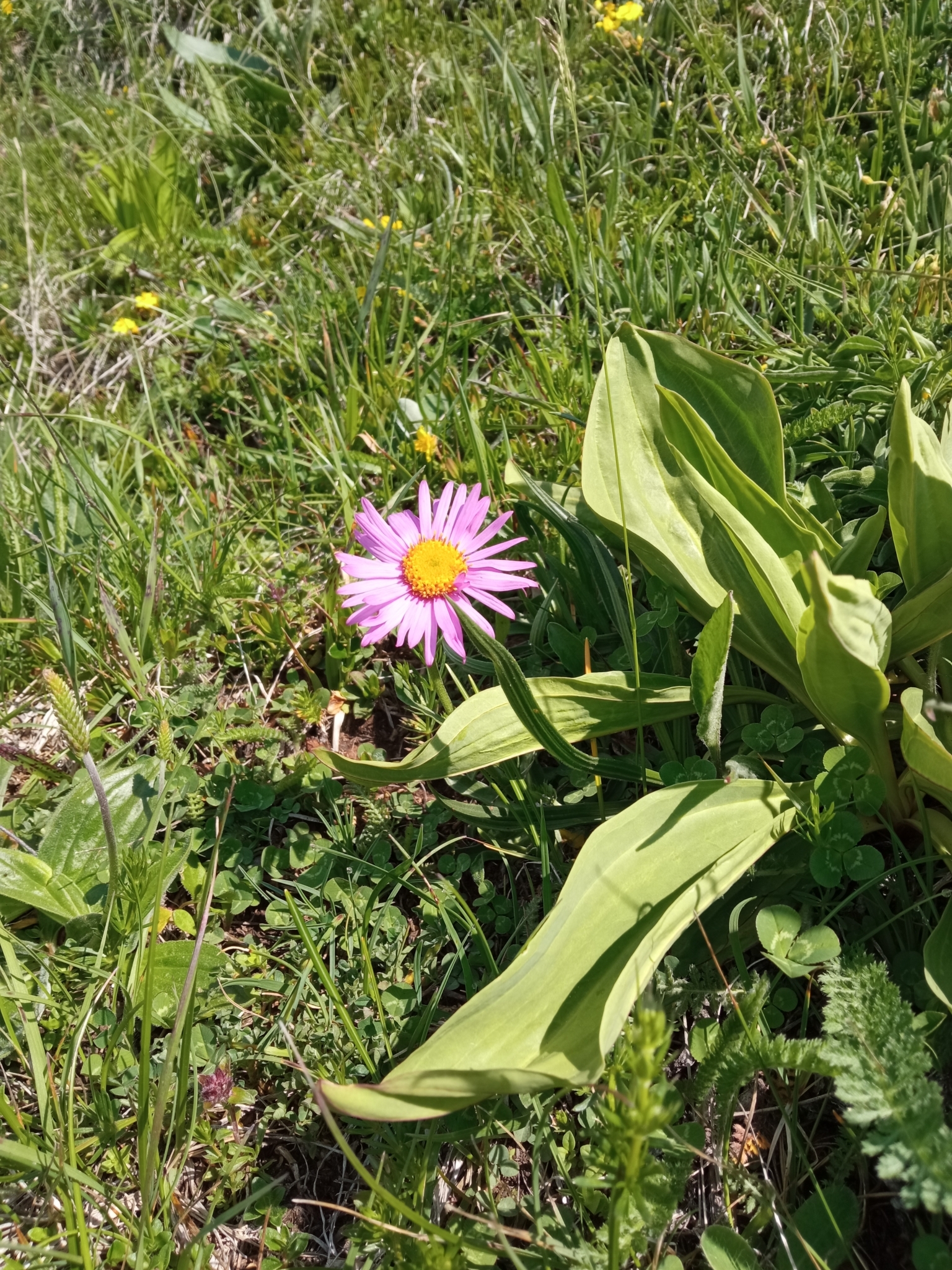 高山紫菀