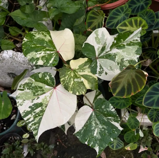 花叶黄槿_百度百科
