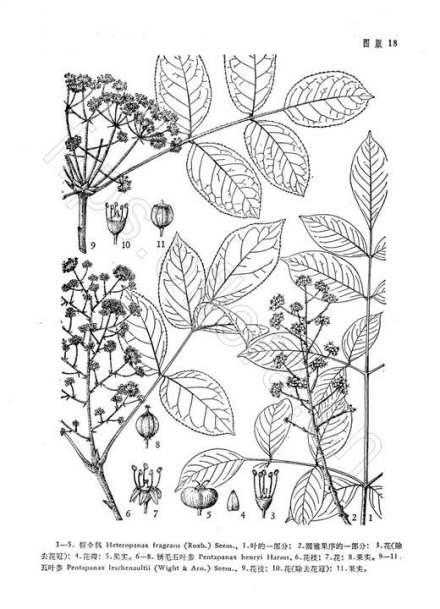幌伞枫（原变种）_百度百科