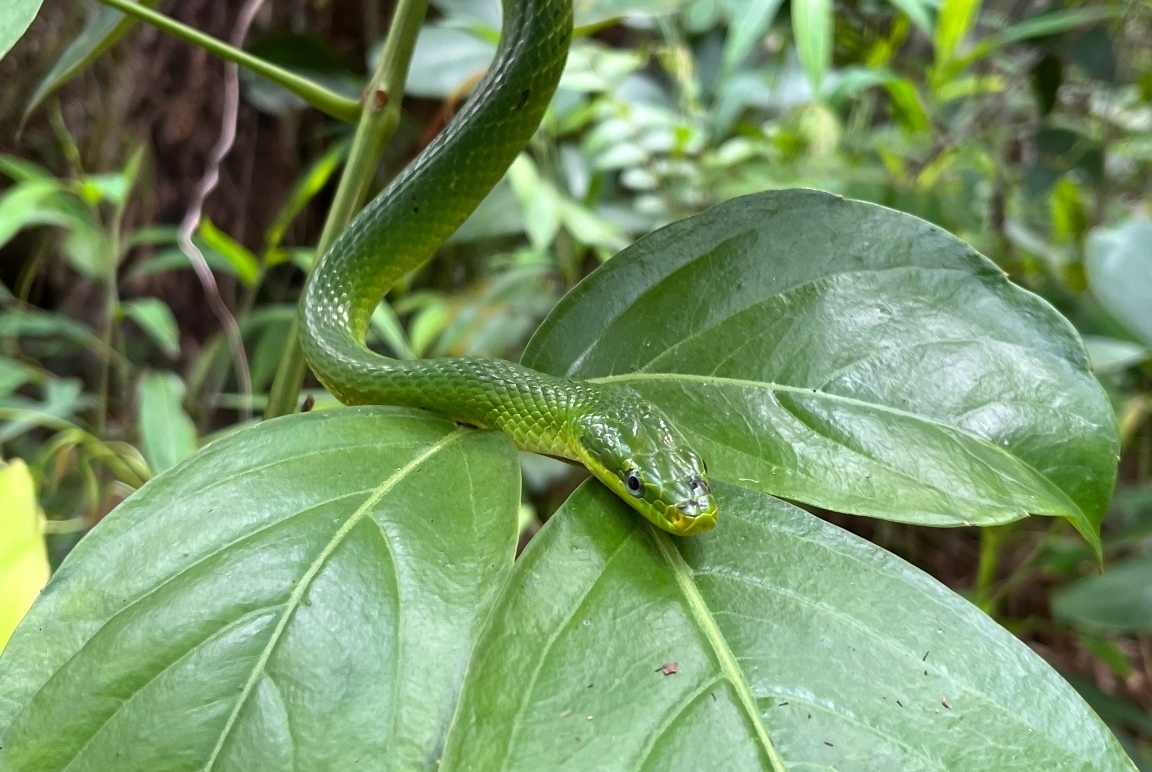 蓝瞳绿锦蛇