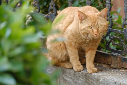 土猫_百度百科