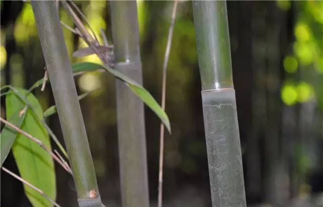 沙罗单竹云南版纳群体