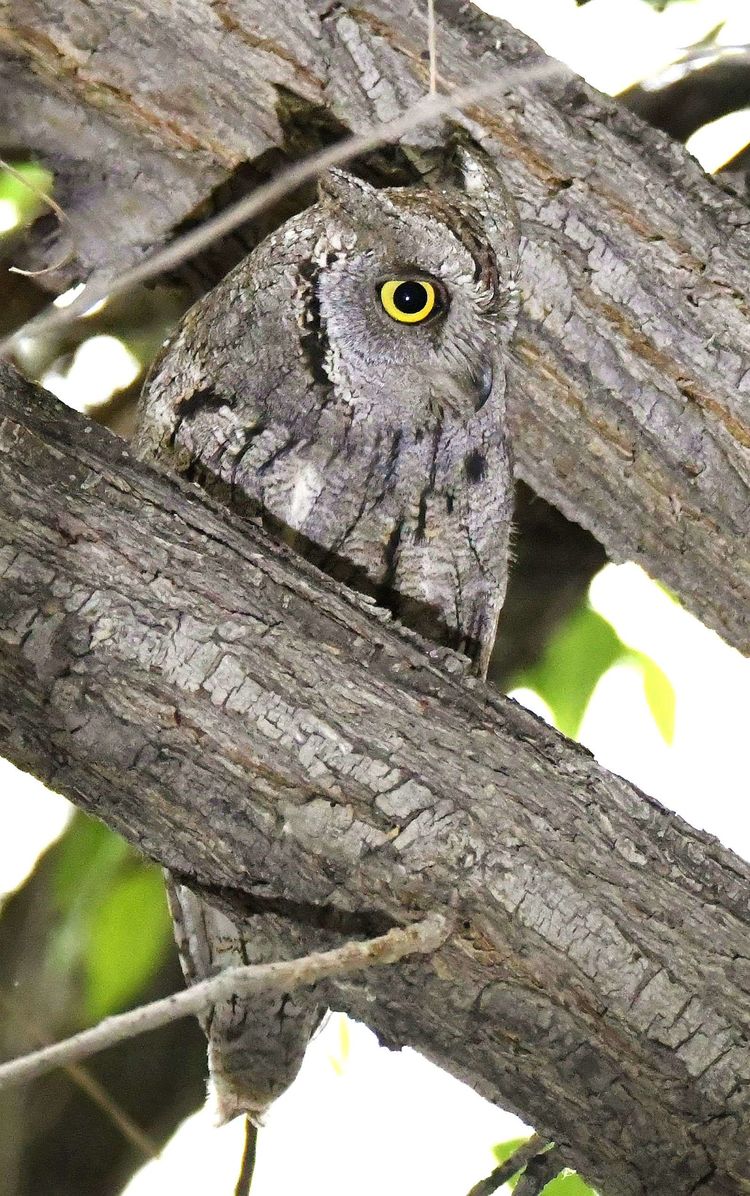 eurasian scops-owl