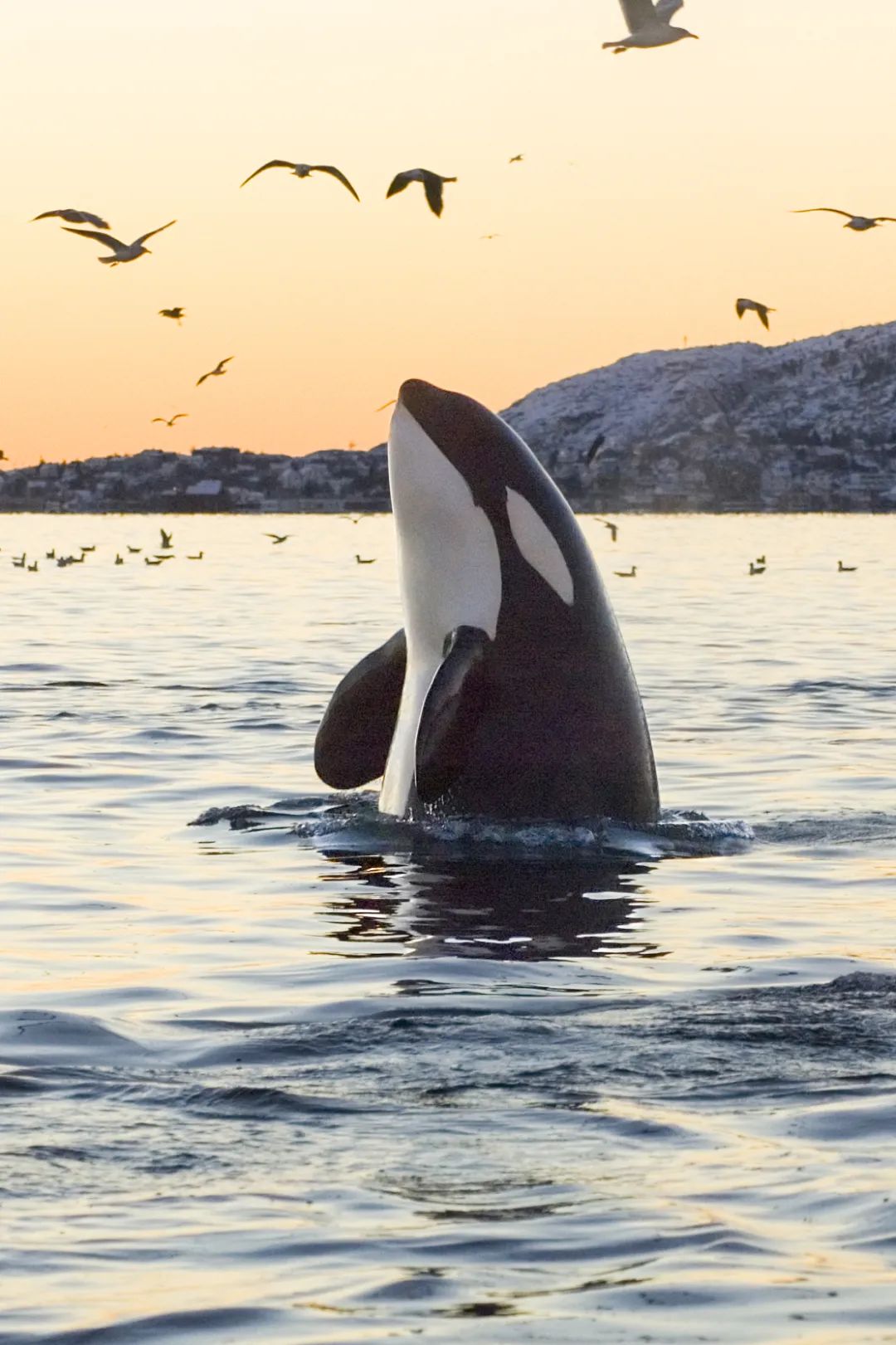 中国哪里看鲸鱼？_百科TA说