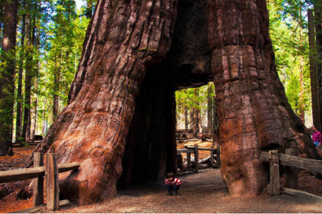 红杉：用一双慧眼将之分清_百科TA说