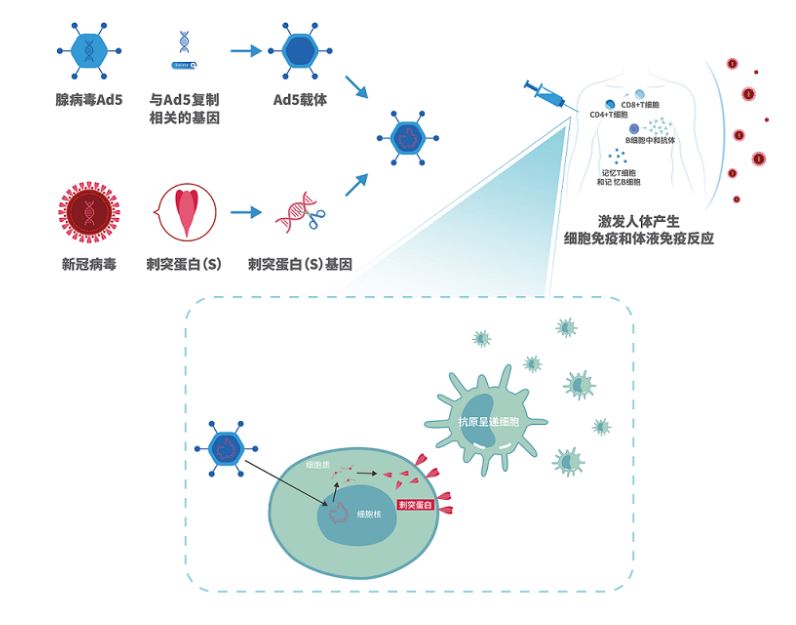 重组新型冠状病毒疫苗(五型腺病毒载体)