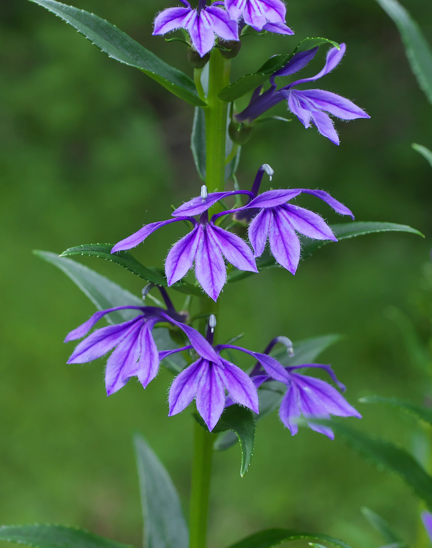 山梗菜