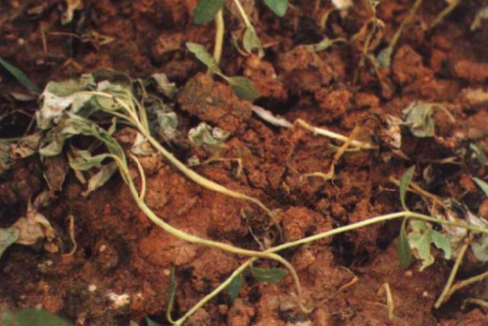 苋菜幼苗猝倒病