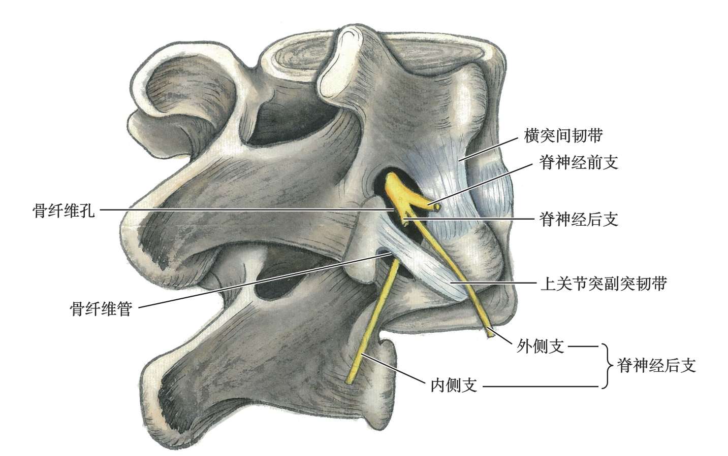  p>骨纤维孔,又称脊神经后支骨纤维孔.