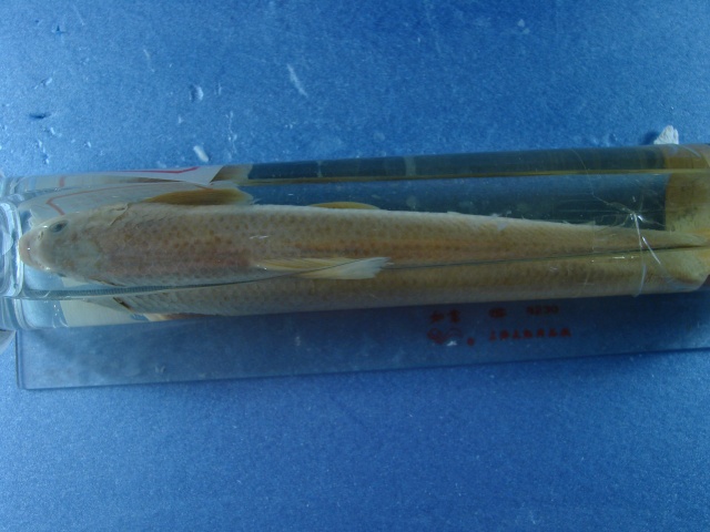  p>长蛇鮈(学名: i>saurogobio dumerili /i>)是鲤科,蛇鮈属的一种