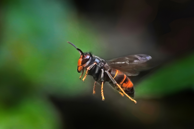拟闪光淡脉隧蜂