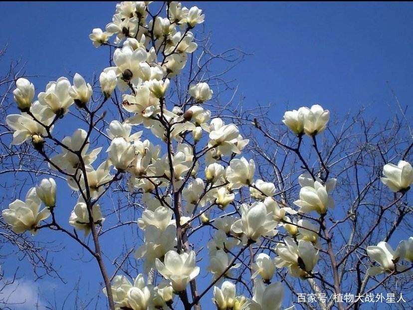 木兰花和玉兰花_百科TA说