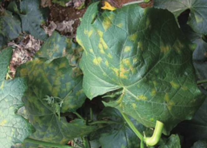  p>丝瓜霜霉病是由古巴假霜霉引起的,发生在 a target="_blank" href=