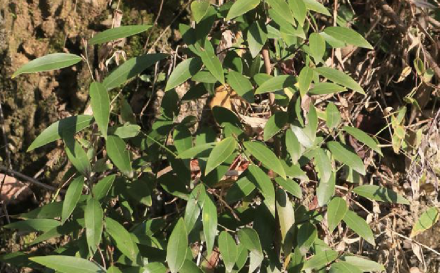 香叶（樟科月桂属植物）_百度百科